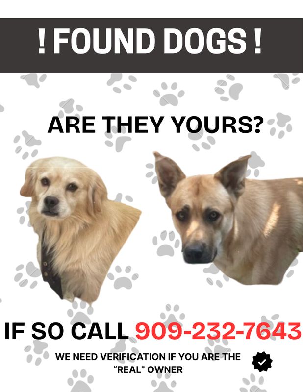 Found Dog in Fontana, California — listing photo