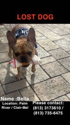 Lost Dog in Tampa, Florida — listing photo