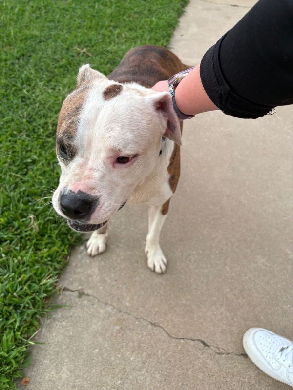 Found Dog in Yukon — listing photo
