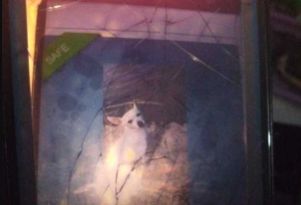 Lost Dog in Deming — listing photo