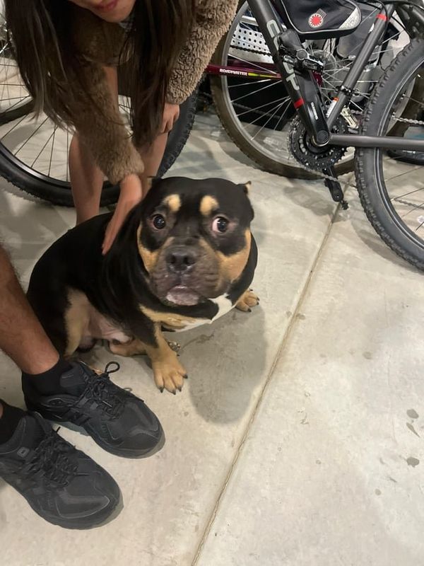 Found Dog in Reno, Nevada — listing photo