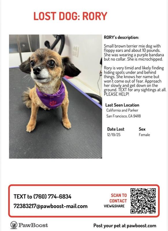 Lost Dog in San Francisco, California — listing photo