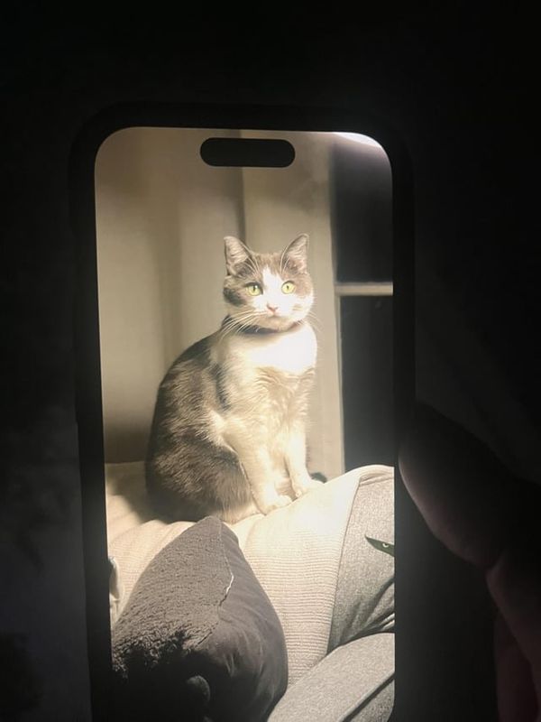 Lost Cat in Nashville, Tennessee — listing photo