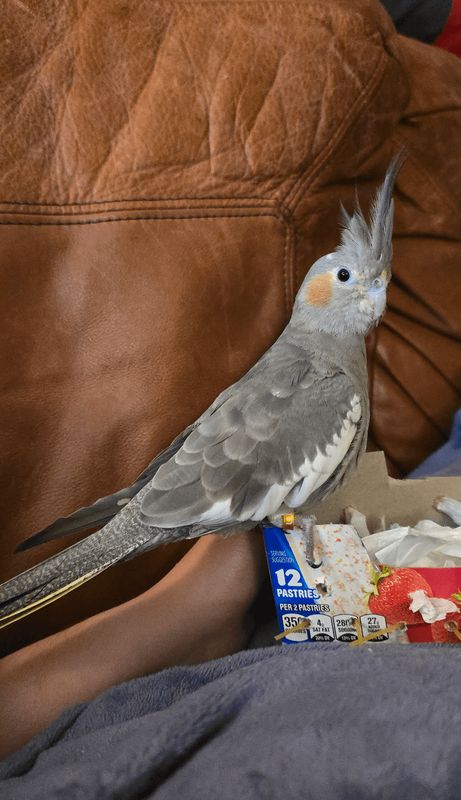 Found Cat in Georgetown, Texas — Who here owns cockatiels? (Or other parrots)