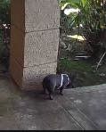 Lost Dog in Fresno, California — listing photo