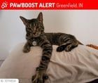 Lost Cat in Indianapolis, Indiana — [Greenfield, IN] Lost tabby cat 3/27/26