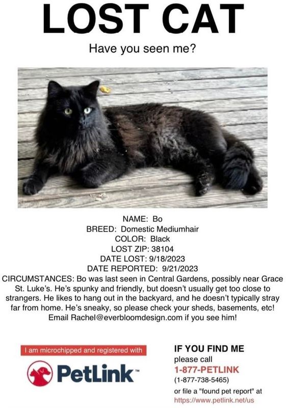 Lost Cat in K — listing photo