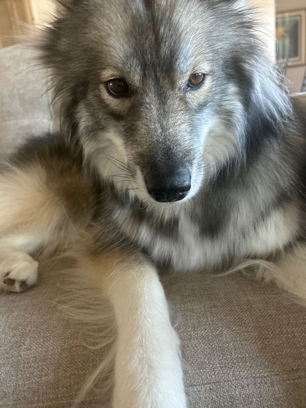 Lost Dog in Cypress, California — listing photo