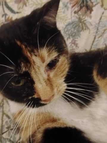 Lost Cat in Spokane, Washington — listing photo