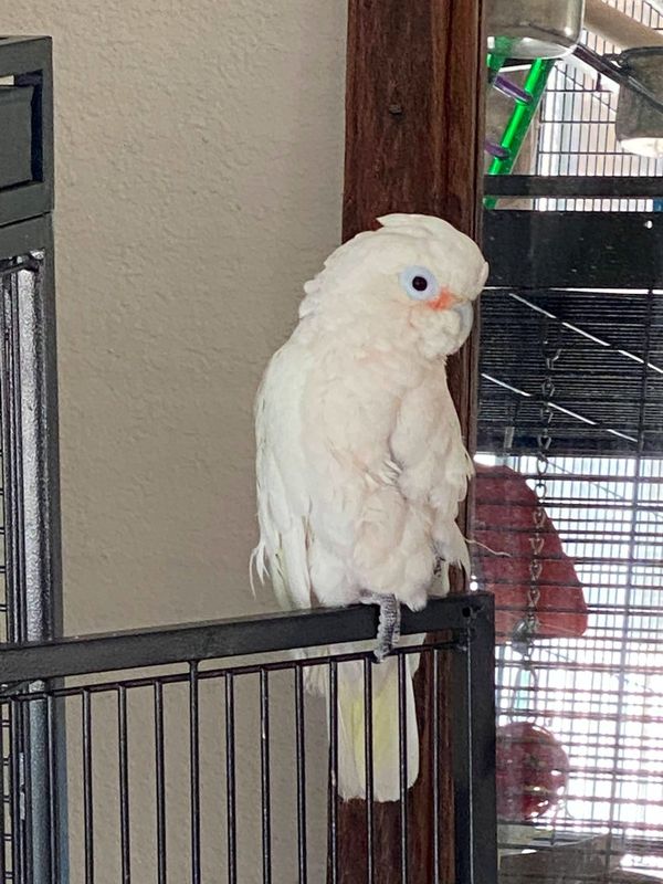 Lost Pet in Mesa, Arizona — listing photo