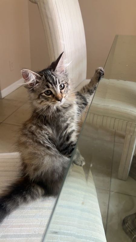 Lost Cat in Orlando, Florida — listing photo