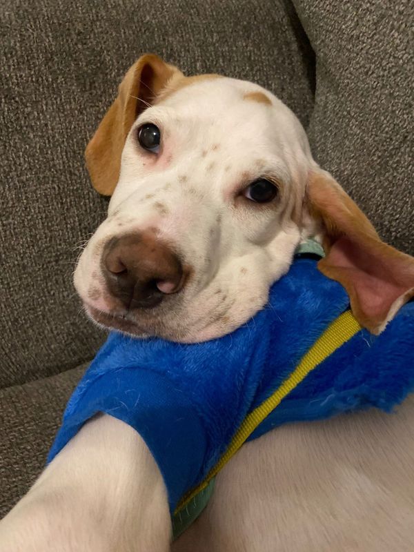 Lost Dog in Hinesville — listing photo