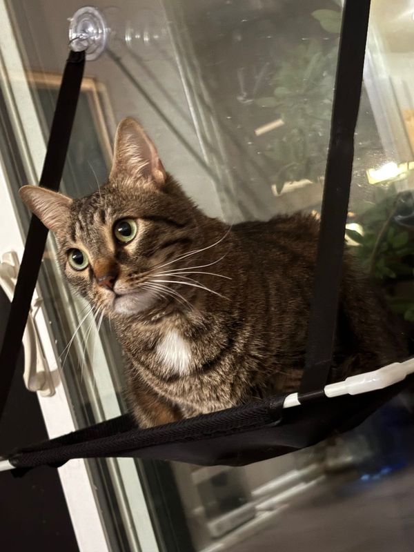 Lost Cat in Woodland, California — listing photo