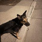 Lost Dog in Albuquerque, New Mexico — listing photo