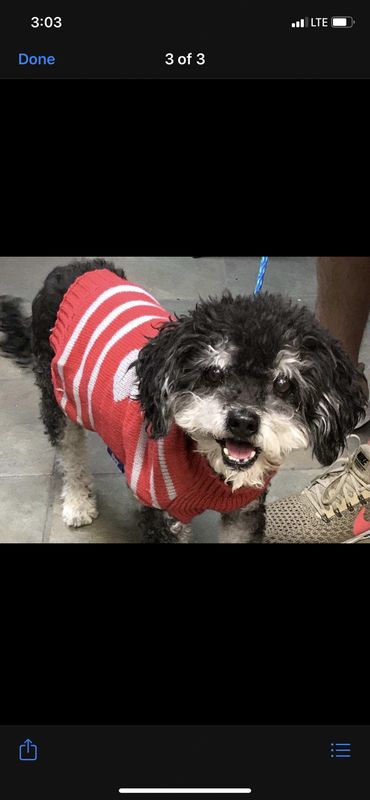 Lost Dog in El Paso Tx — listing photo
