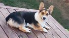 Lost Dog in Portland, Oregon — listing photo
