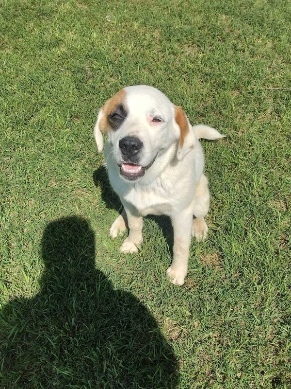 Lost Dog in Itasca — listing photo