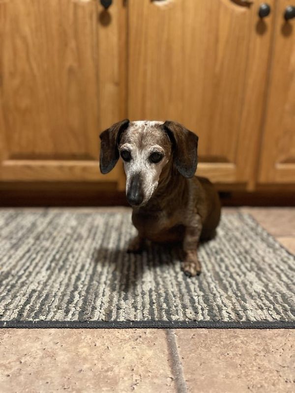 Found Dog in Charlotte, North Carolina — Dachshund Breeders