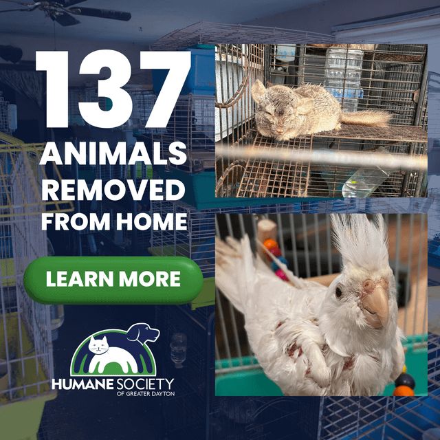 Found Dog in Dayton, Ohio — Humane Society of Greater Dayton Removes 137 Animals from Home