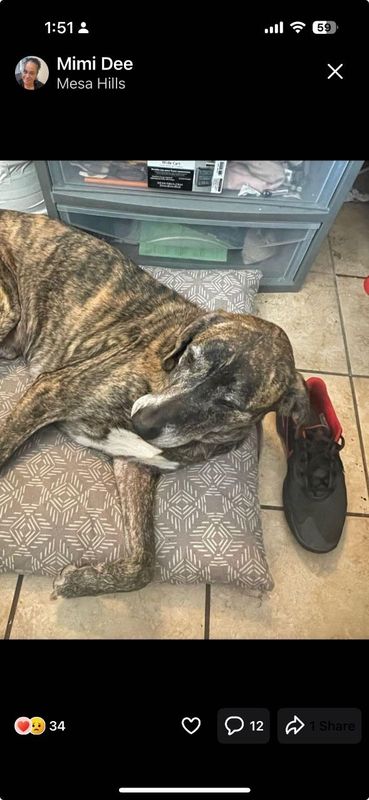 Lost Dog in El Paso, Texas — listing photo