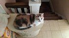 Lost Cat in K — listing photo
