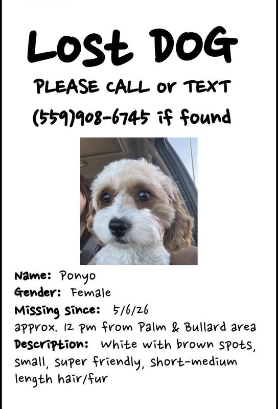 Lost Dog in Fresno, California — listing photo