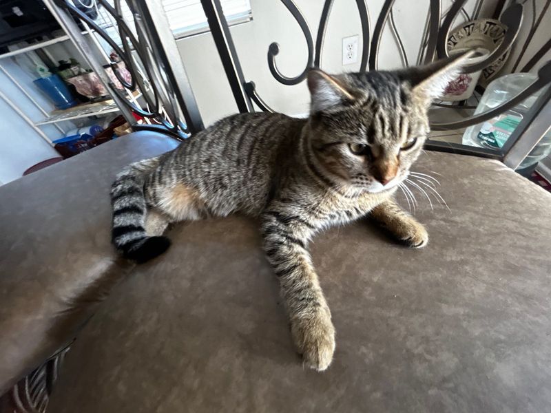 Lost Cat in Killeen, Texas — listing photo