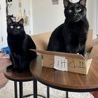 Lost Cat in New York, New York — Foster cats seeking their forever home!