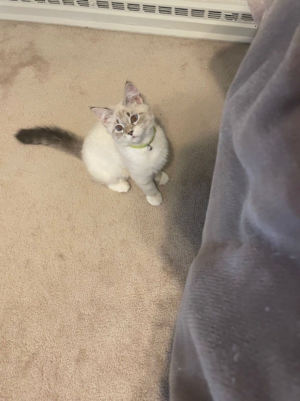 Lost Cat in Grand Junction, Colorado — listing photo