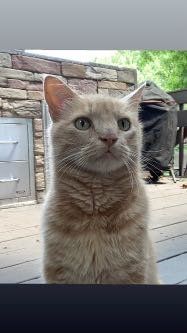 Lost Cat in Ouray — listing photo