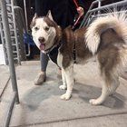 Lost Dog in Philadelphia, Pennsylvania — listing photo