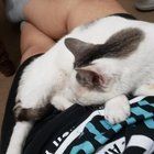 Lost Cat in San Antonio, Texas — listing photo