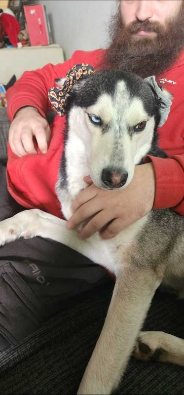 Lost Dog in Fort Lupton — listing photo