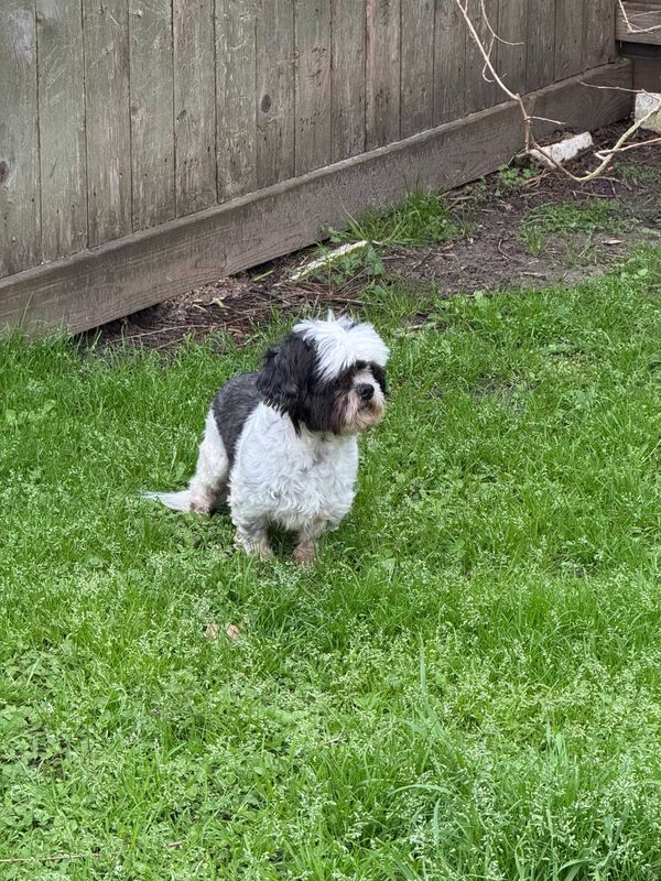 Found Dog in Cypress, California — listing photo