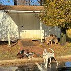 Lost Dog in Charlotte, North Carolina — Group of dogs (possibly taken)
