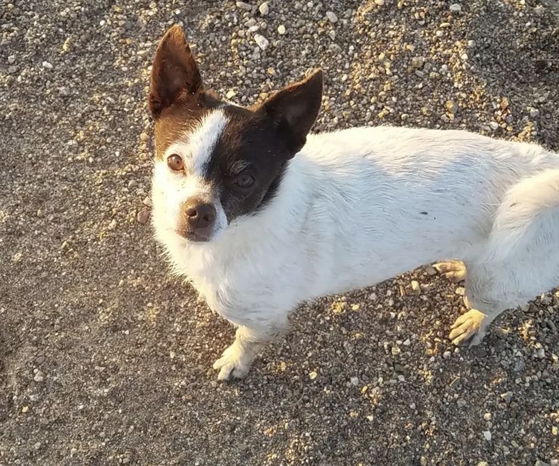Lost Dog in Thornton, Colorado — listing photo