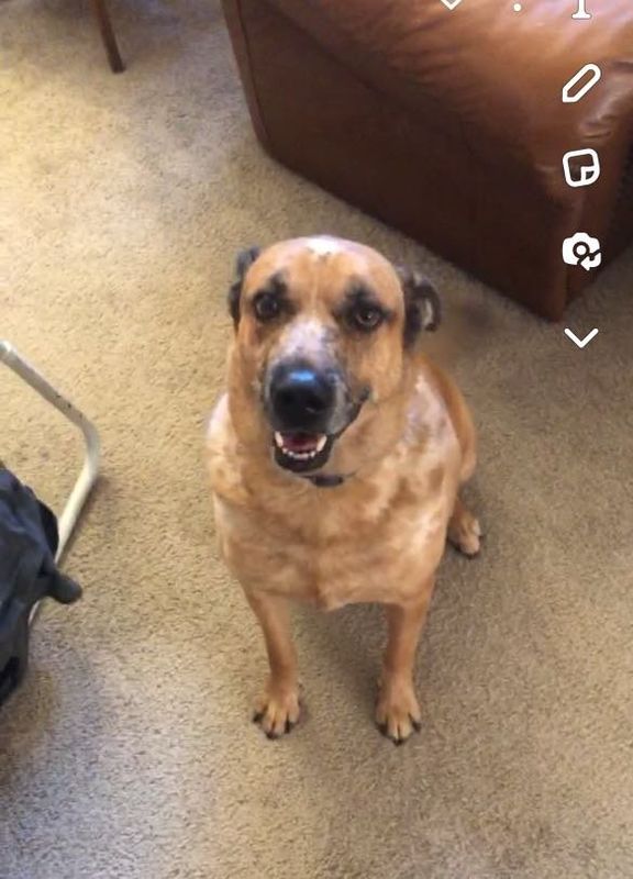 Lost Dog in Peoria, Illinois — listing photo