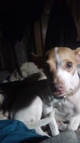 Lost Dog in Leesville — listing photo
