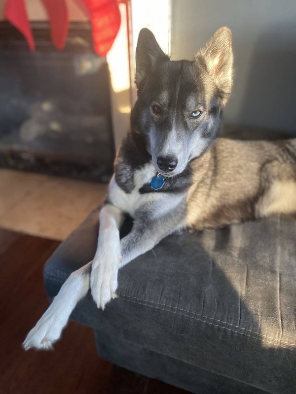 Lost Dog in Rocky Point — listing photo