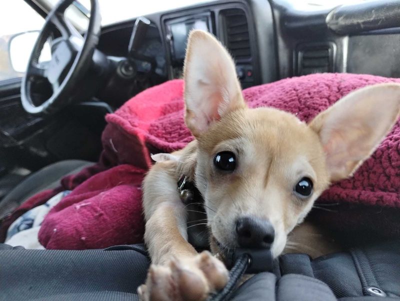 Lost Dog in Fresno, California — listing photo
