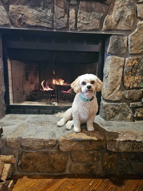 Lost Dog in Little Rock, Arkansas — listing photo