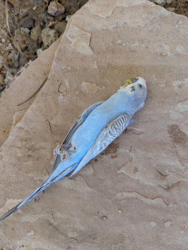Found Pet in Albuquerque, New Mexico — listing photo