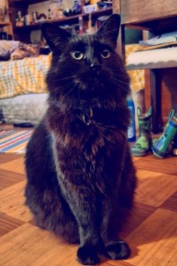 Lost Cat in Stockton, California — listing photo
