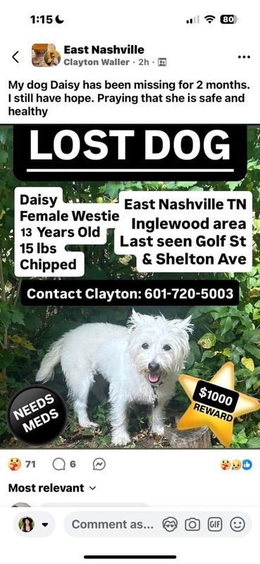 Lost Dog in K — This pup has been missing for 2 months. Sharing again from Facebook