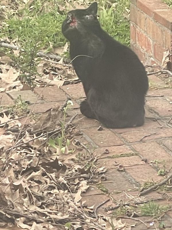 Found Cat in Memphis, Tennessee — Who Can I Call to Pick Up this Cat
