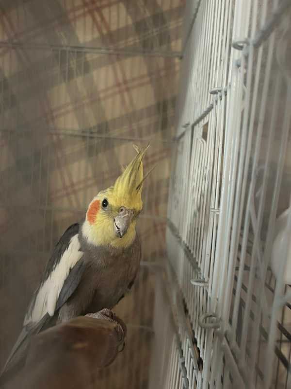 Lost Pet in Phoenix, Arizona — listing photo