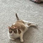 Lost Cat in Columbus, Georgia — listing photo