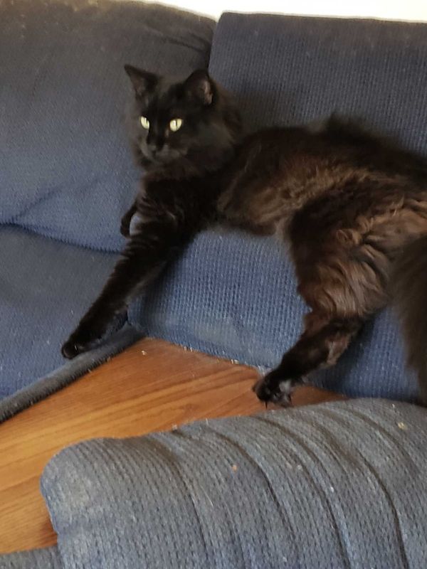 Lost Cat in Colorado Springs, Colorado — listing photo