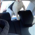 Found Dog in Philadelphia, Pennsylvania — The one-eyed black and white stray, Donovan, is up for adoption!