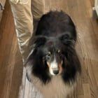 Lost Dog in Denver, Colorado — listing photo